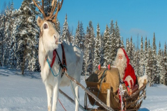 4_WARNING-REINDEERS-FLY-HIGH