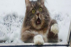 5b_IM-OFF-TO-ROB-ANOTHER-HOUSE-ONLY-JOKING