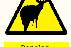 7b_BANGING-THE-BONGO