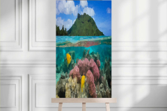 Reef & Fishes