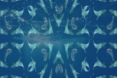 Sea Creatures
