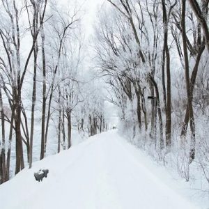 FREE WINTER MUSIC