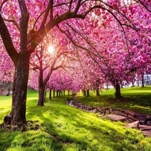 FREE SPRING MUSIC